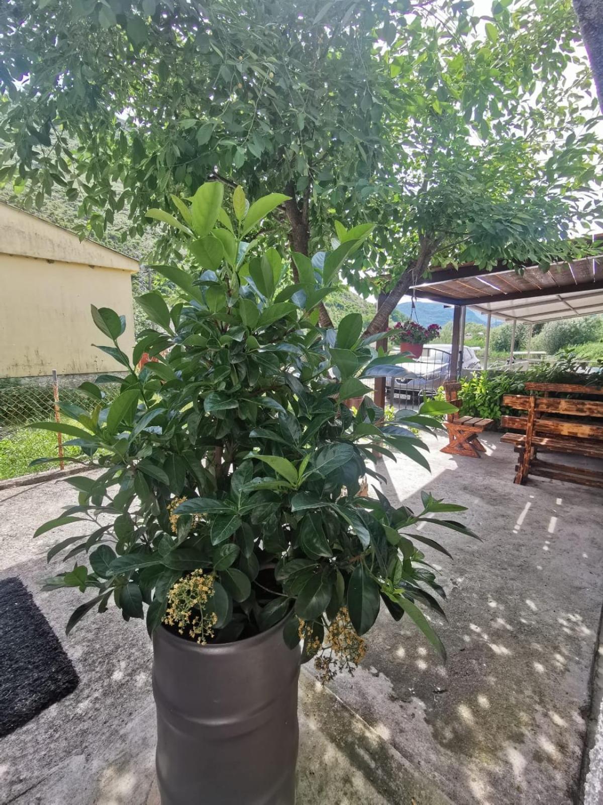 Apartment Konoba Ulicevic Vranjina Bagian luar foto